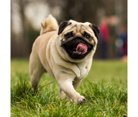 As raças de cachorro pequeno mais buscadas pelos brasileiros