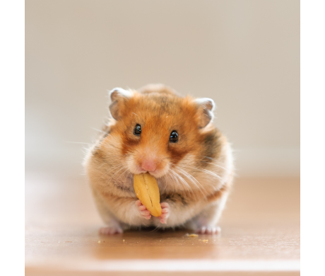 Hamster  - cuidados para mantê-lo saudável.