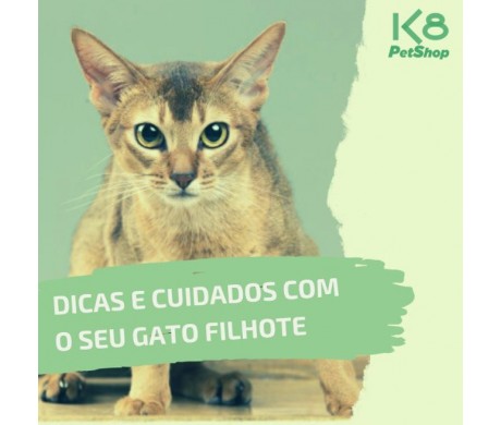 Dicas e cuidados com o seu gato filhote