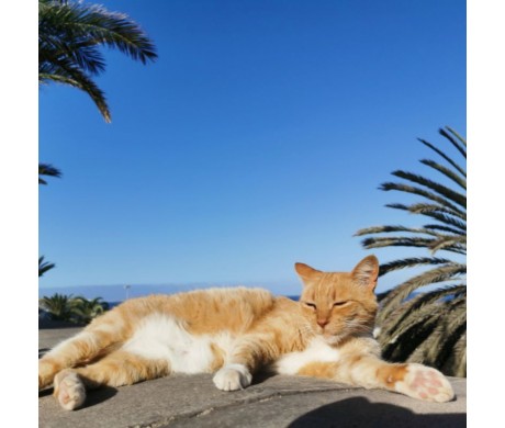 Especial de verão: GATOS!